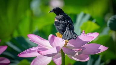 A red winged blackbird sits on a lotus blossom at Kenilworth Aquatic Gardens in Washington, DC .