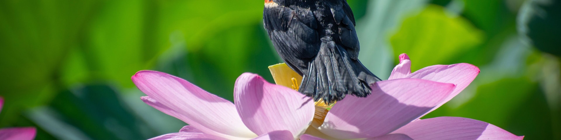 A red winged blackbird sits on a lotus blossom at Kenilworth Aquatic Gardens in Washington, DC .