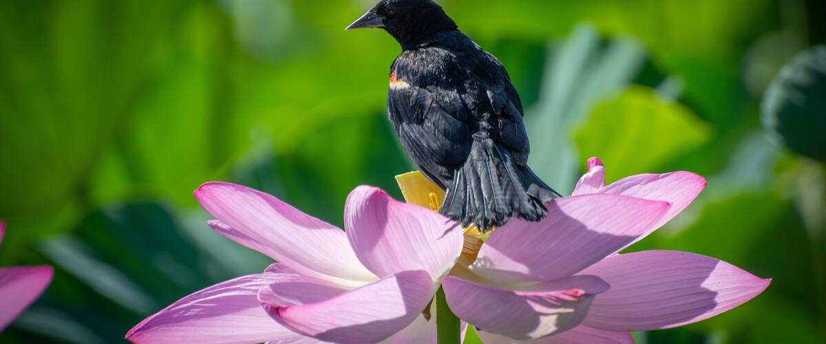A bird perched on a pink lotus flower.