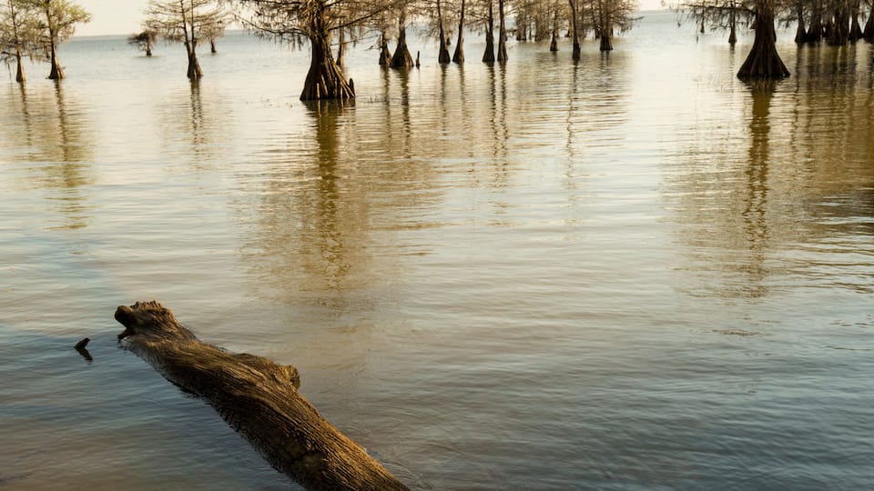 Lake Marion shoreline in Santee National Wildlife Refuge, South Carolina.