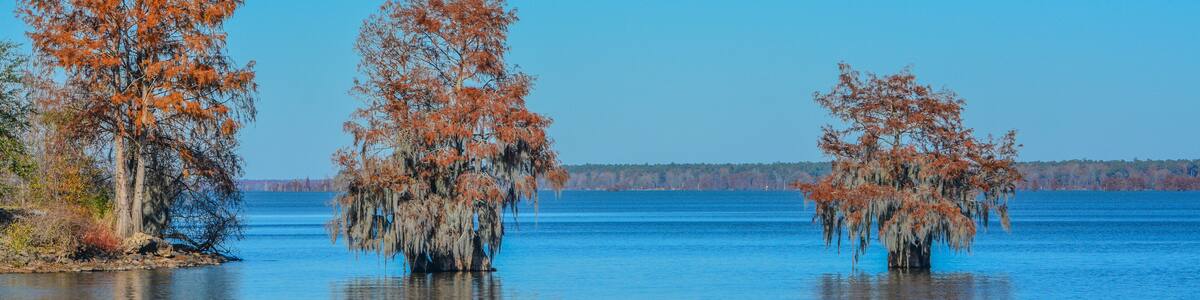 Cypress Trees with Spanish Moss growing on them. In Lake Marion at Santee State Park, Santee, Orangeburg County, South Carolina