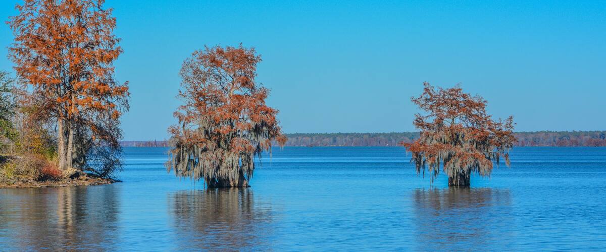 A calm lake with three trees with autumn foliage.
