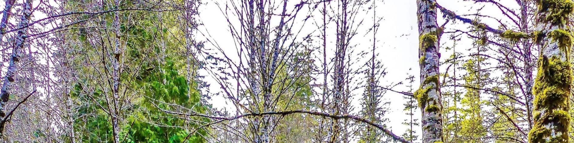 Bridge at Still Creek Road