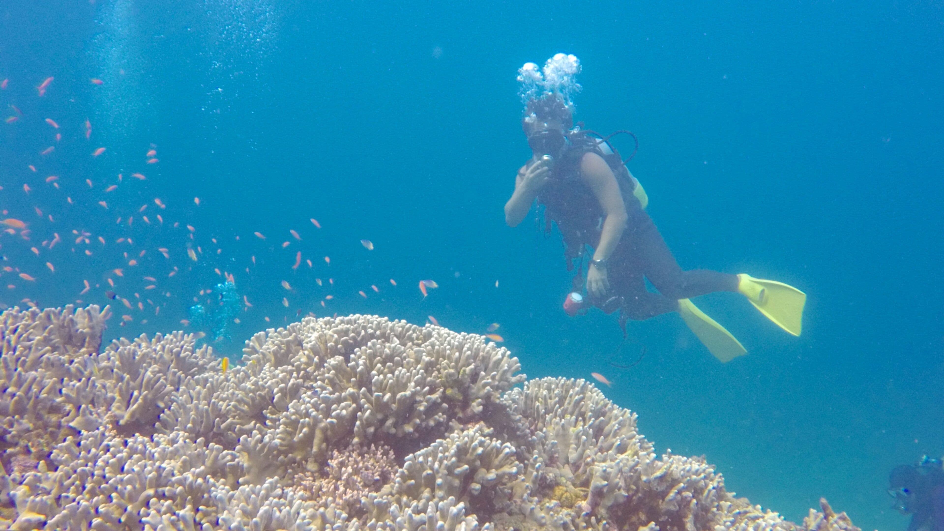 Ishigaki featuring coral, marine life and scuba
