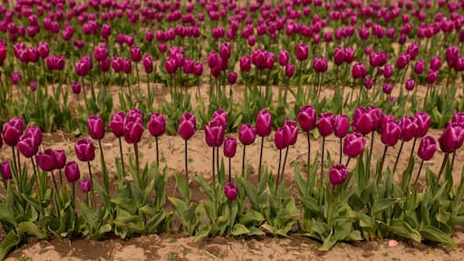 Expansive purple tulip field, spring's vivid tapestry