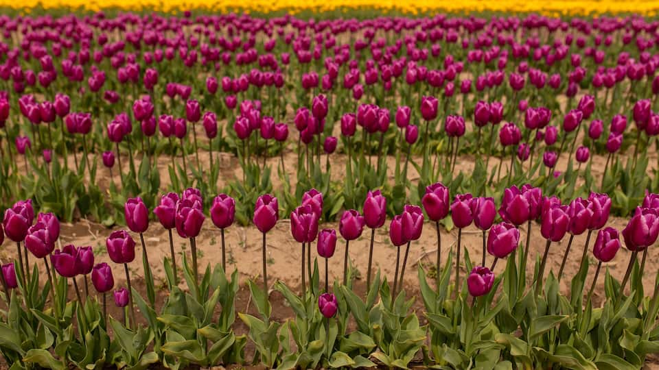 A field of purple tulips with a yellow flower bed in the background.