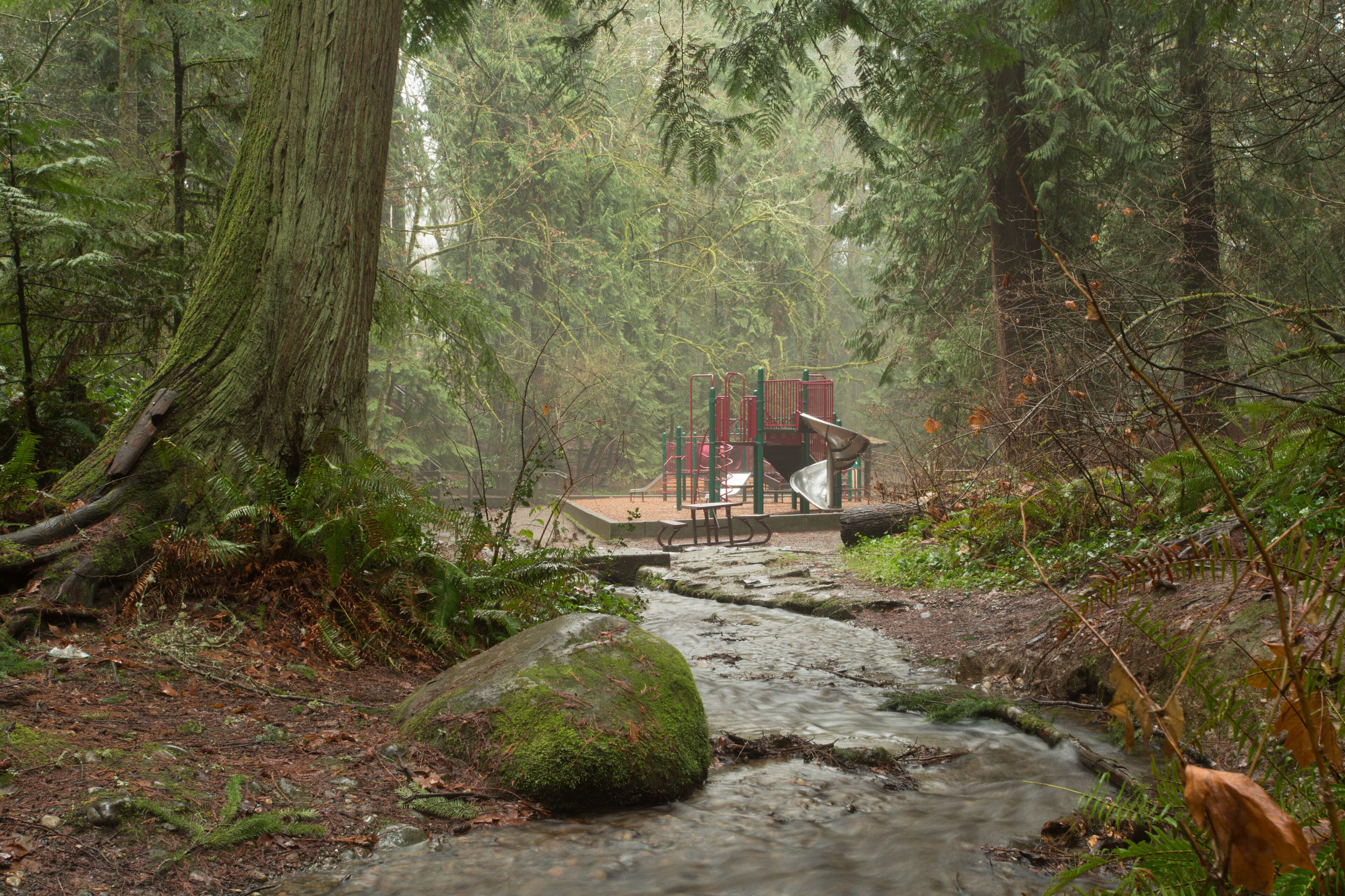 A small stream of water winding through the woods and leading out to a playground at Wildwood Park in Puyallup, Washington.