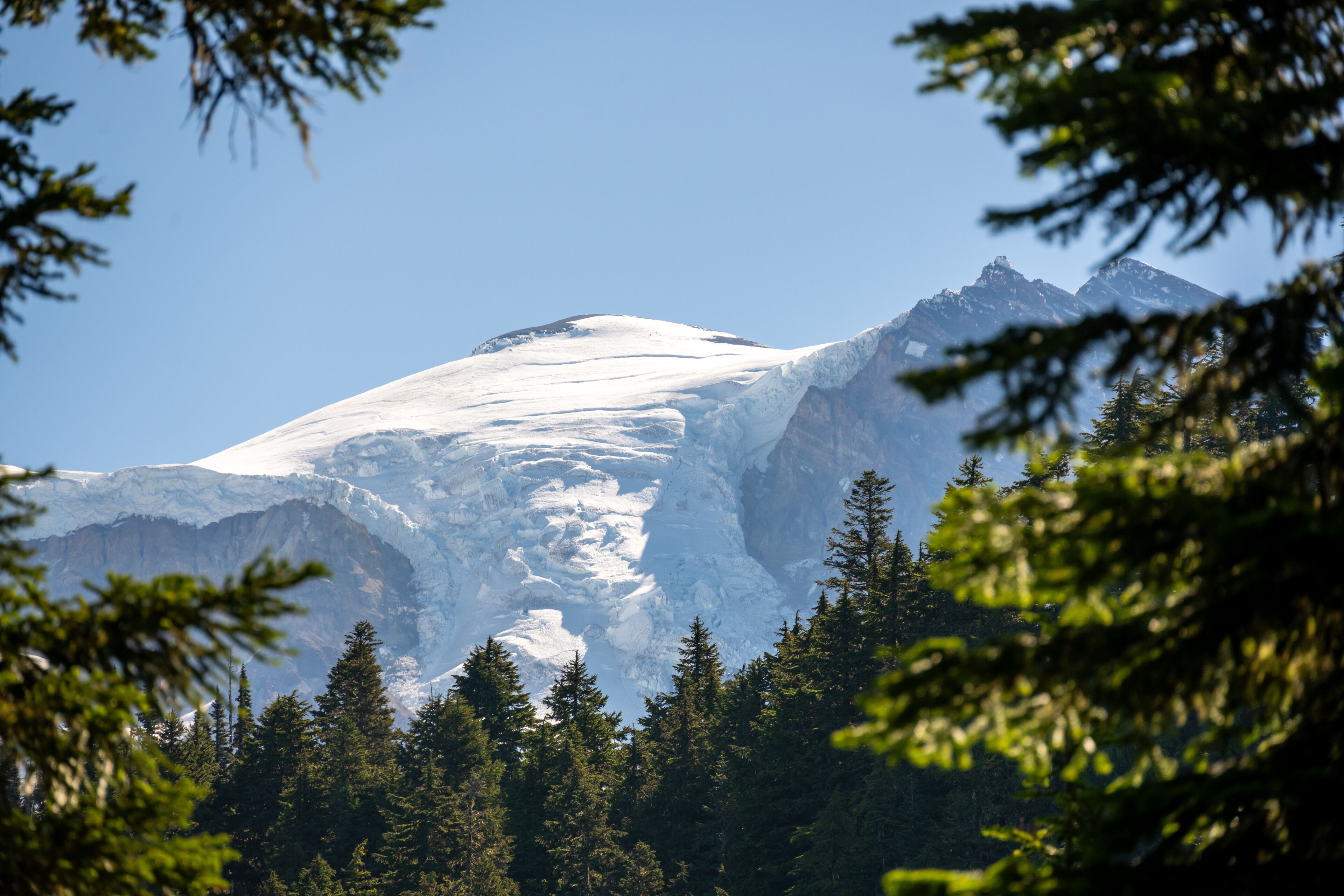 Pine Trees Frame Puyallup Glacier Spilling Over The Cliffs Of Mount Rainier