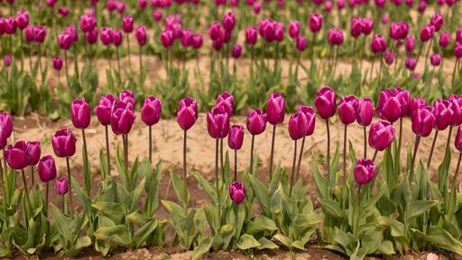Expansive purple tulip field, spring's vivid tapestry
