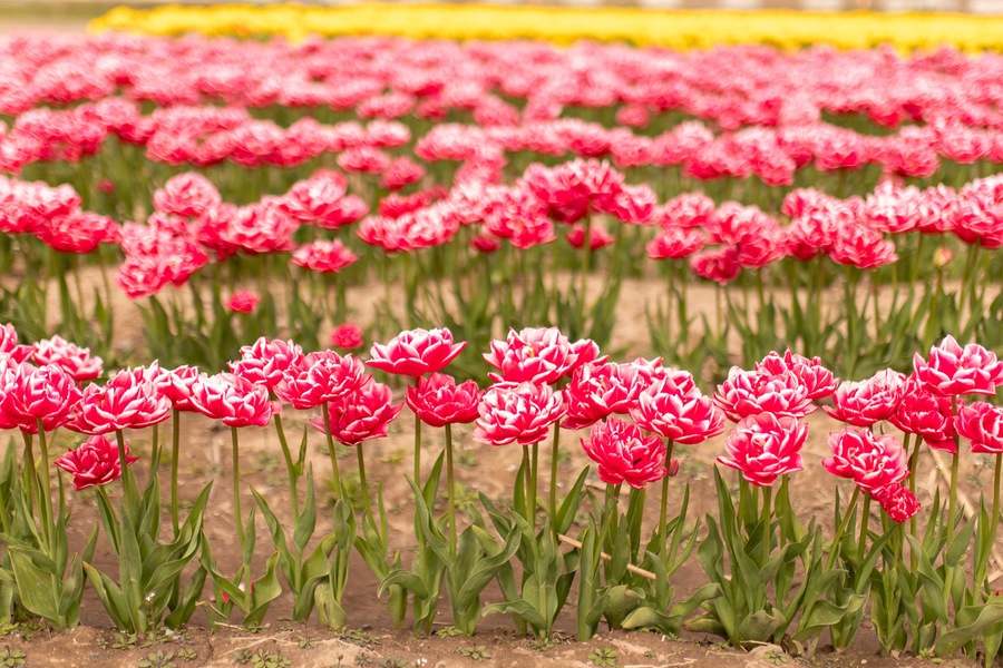 Carnation-like red tulips, spring's lush ruffles