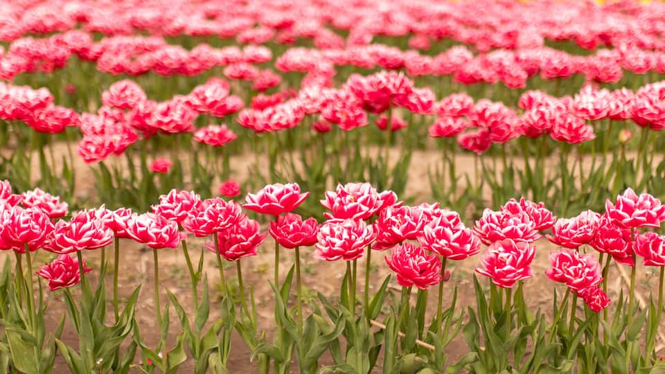A field of pink tulips with a yellow border in the background.