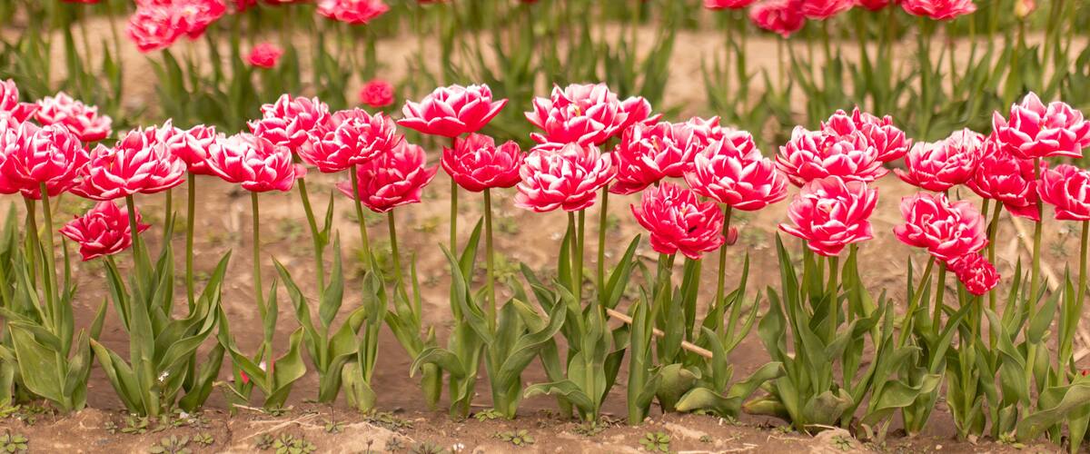 Carnation-like red tulips, spring's lush ruffles