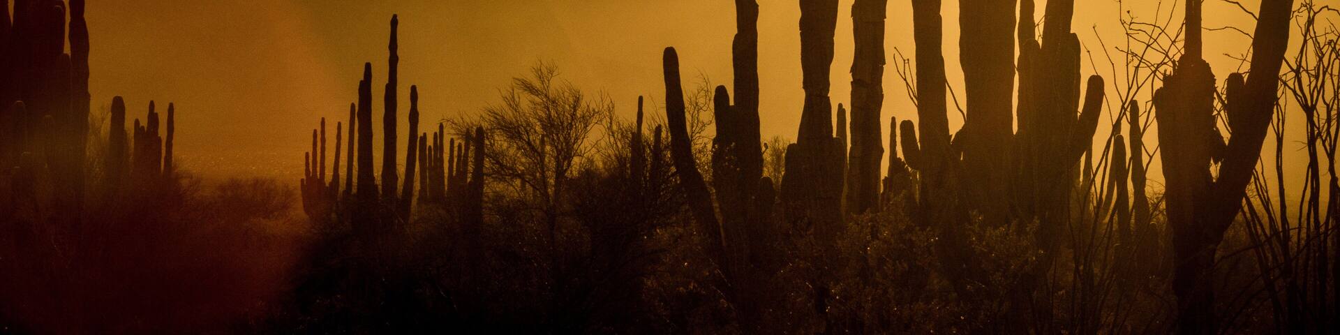 Sunset over the mountains and cactus of the Sonoran Desert in Baja California Mexico