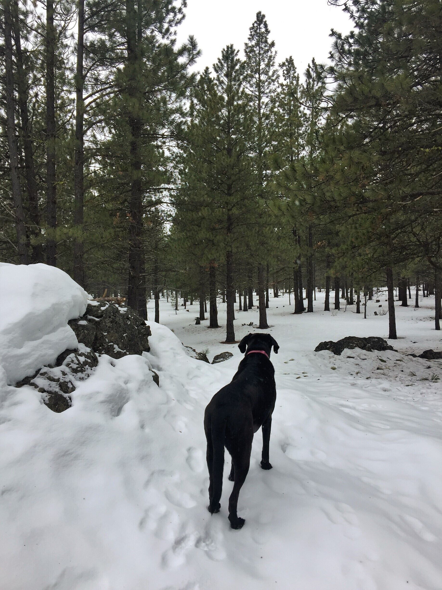 Just a normal walk in gorgeous Oregon.