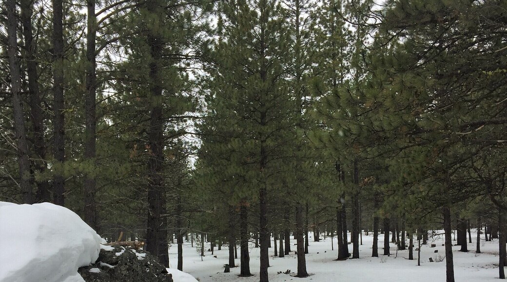 Just a normal walk in gorgeous Oregon.