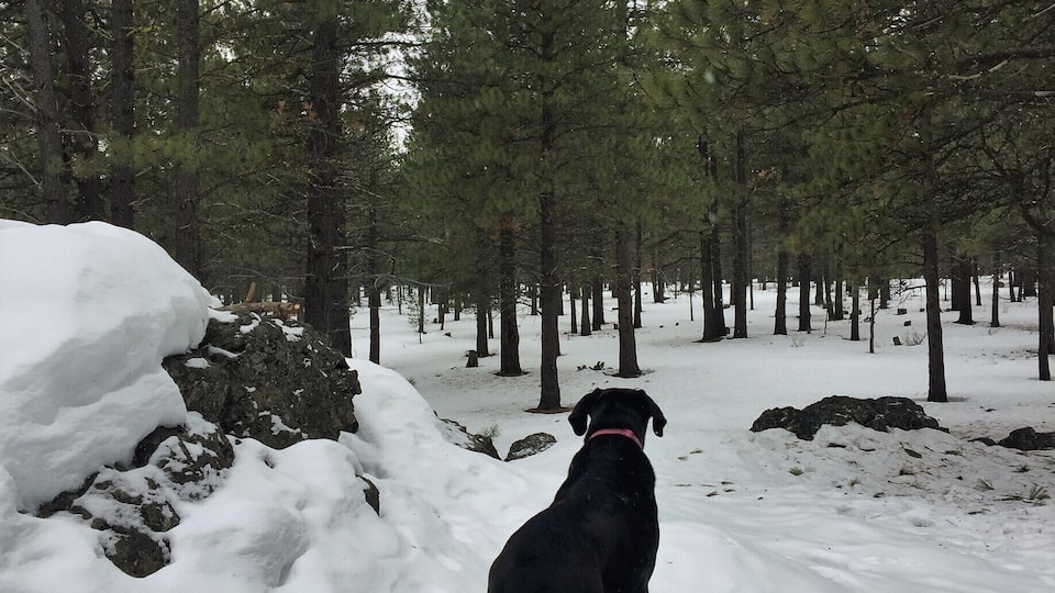 Just a normal walk in gorgeous Oregon.