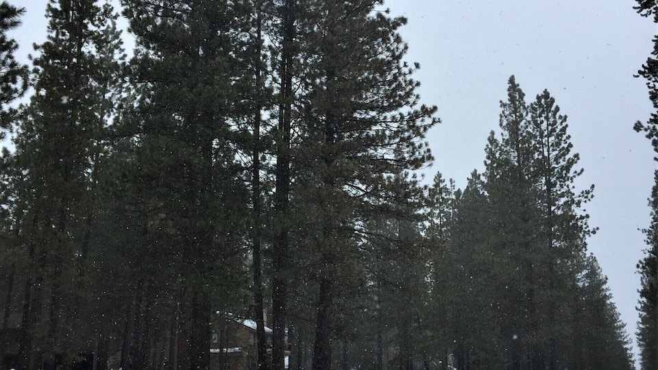 I got to take my beautiful Great Dane mix to Sunriver with me. A walk through evergreens during snow fall with my best friend was the best way to spend this winter day.