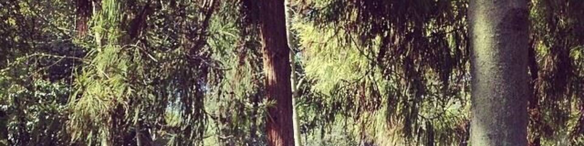 In a city of over 13 million people, Yildiz Park, meaning Star Park, is a #localgem .
Stay on the trail and see the beautiful tulips in april and may- or wander off the beaten path and get lost in the forest, hidden away from the chaos of life outside.