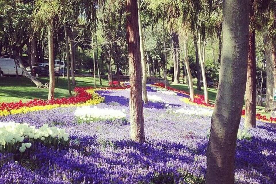 A park with rows of flowers in purple, white, and red.