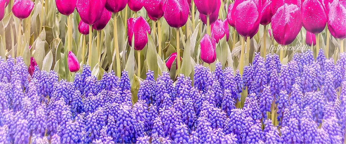 The colourful tulips made me so happy throughout the day ☺️😊 You need to spend at least 1 hour to explore this colourful park! #LifeAtExpedia