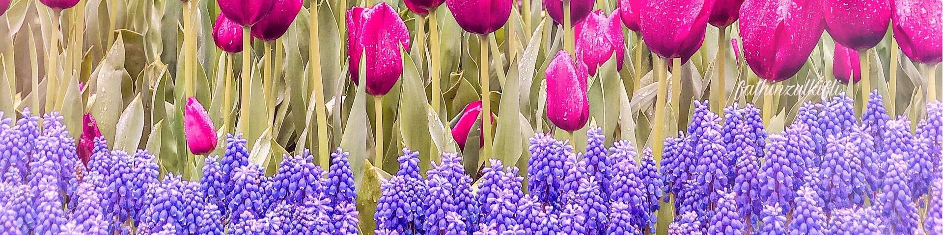 The colourful tulips made me so happy throughout the day ☺️😊 You need to spend at least 1 hour to explore this colourful park! #LifeAtExpedia