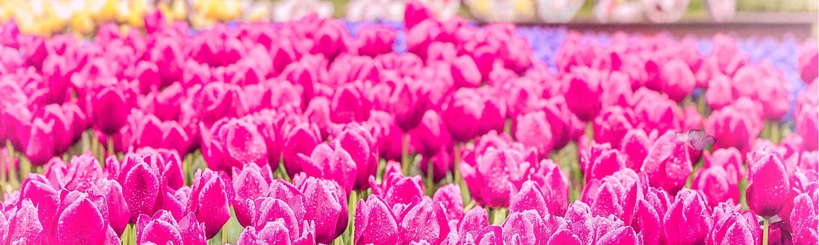 The colourful tulips made me so happy throughout the day ☺️😊 You need to spend at least 1 hour to explore this colourful park! #LifeAtExpedia