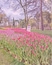 A park with a field of pink tulips and trees in the background.
