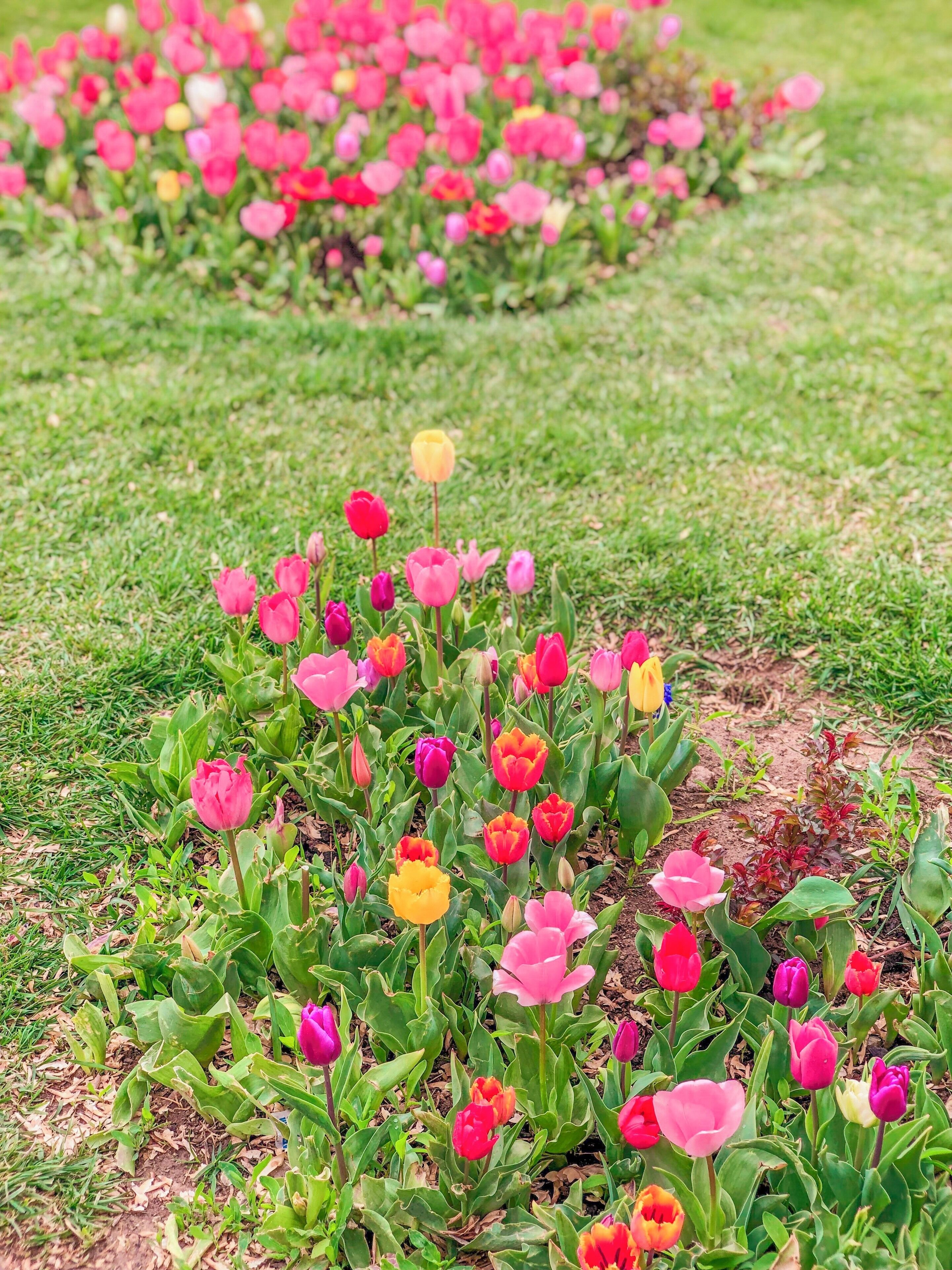 How can you not fall in love with tulips? Did you know tulips is the national flower of Turkey? 😍 Captured at Melvana museum ☺️ #LifeAtExpedia