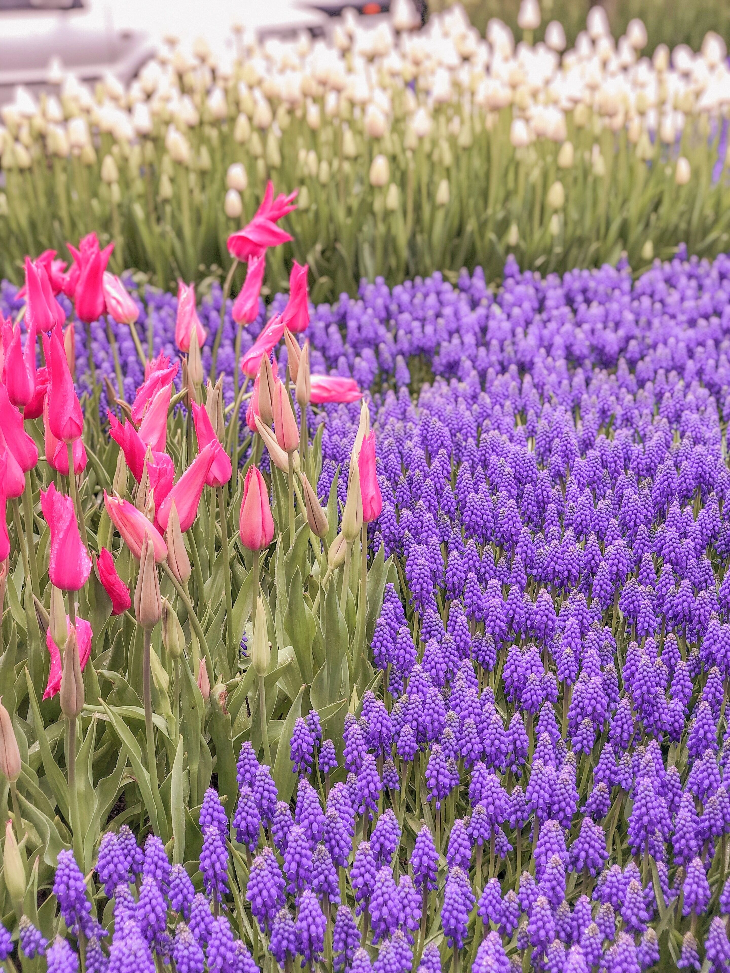 Colourful tulips are fun to watch! 😍🥰 #LifeAtExpedia