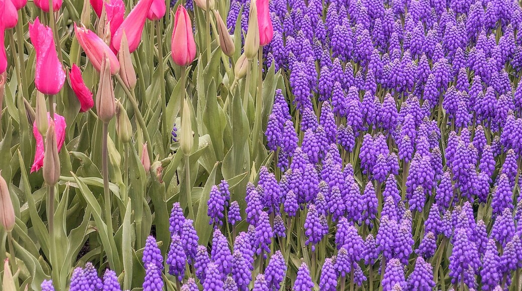Colourful tulips are fun to watch! 😍🥰 #LifeAtExpedia