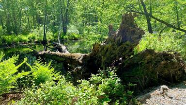Serene forest scene with a fallen tree trunk by a tranquil pond. Maquam Creek Trail, Swanton