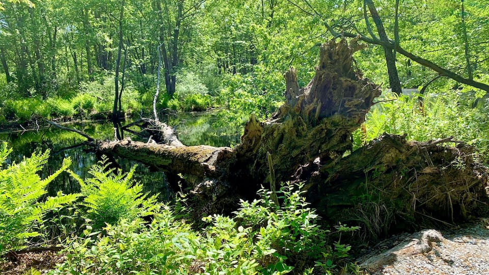 Serene forest scene with a fallen tree trunk by a tranquil pond. Maquam Creek Trail, Swanton