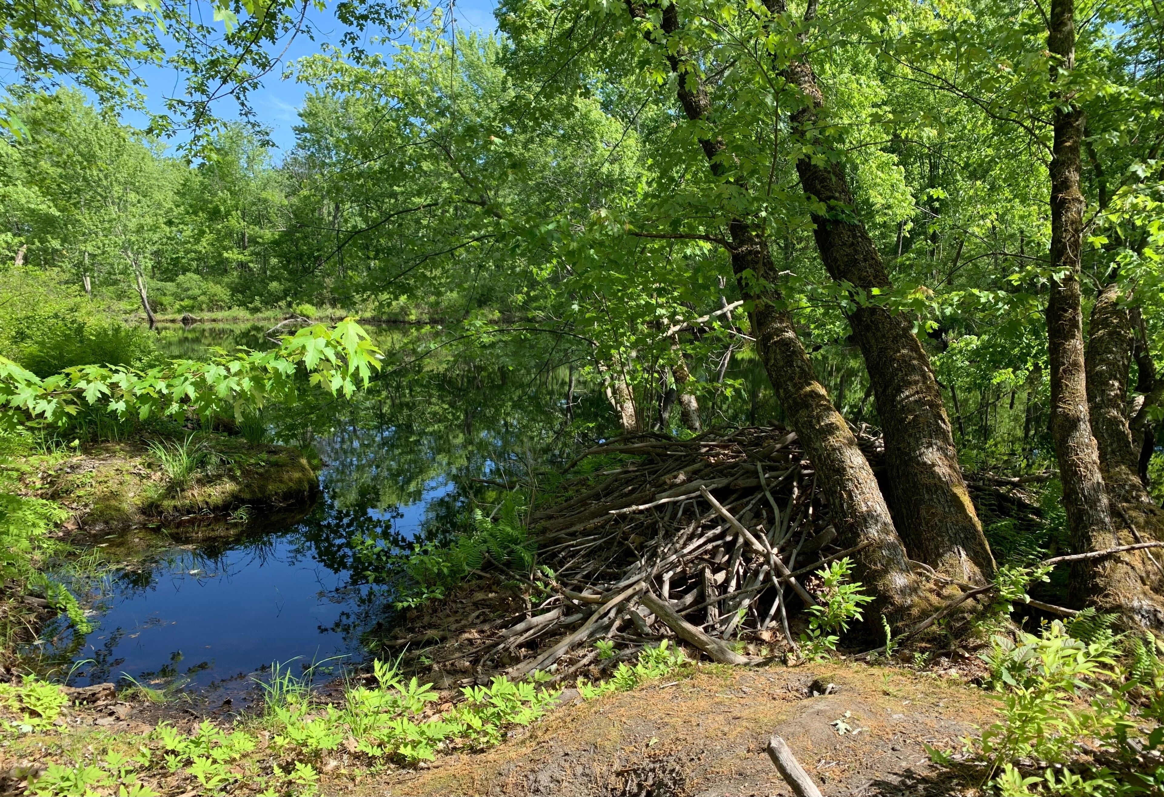 สวอนตัน