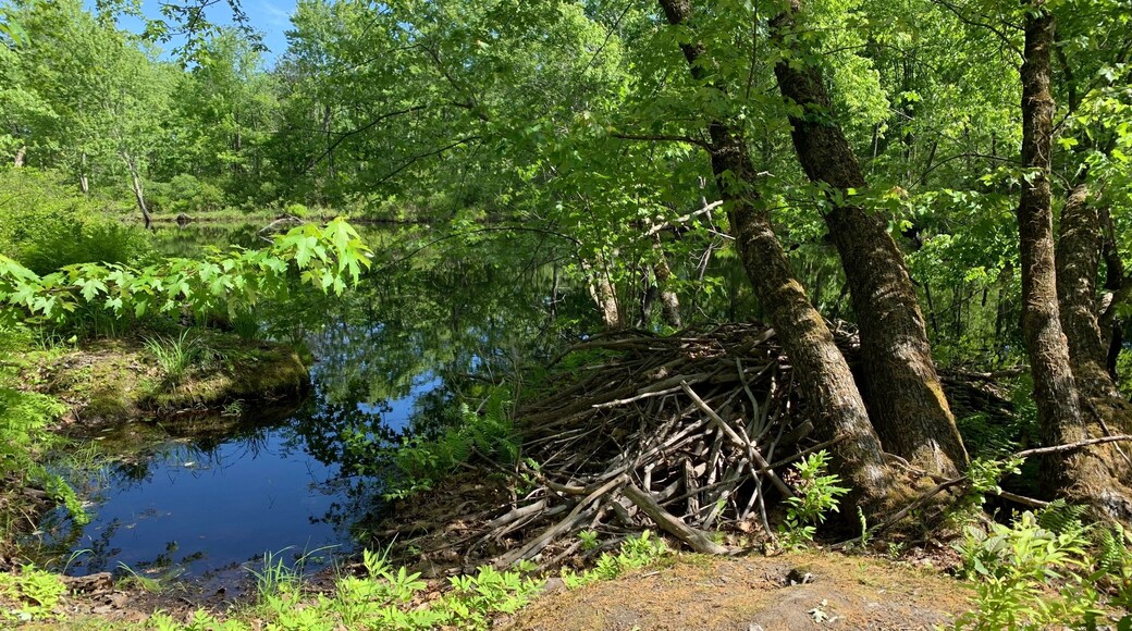 สวอนตัน