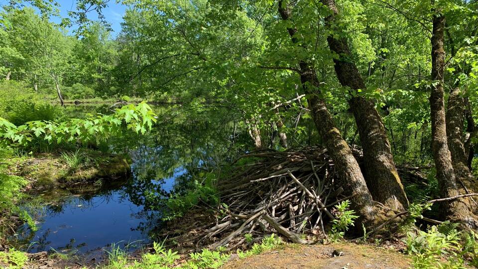 Serene forest scene with a beaver dam by a tranquil pond. Maquam Creek Trail, Swanton