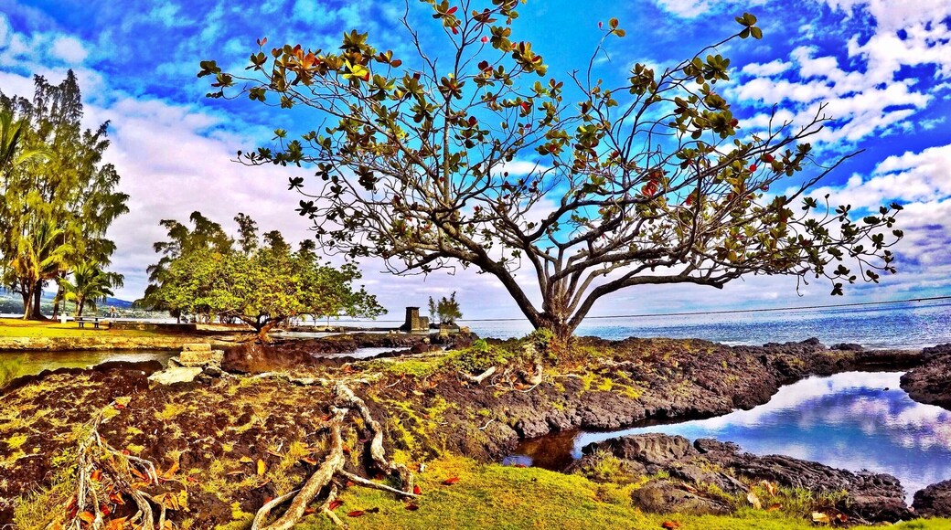 Coconut Island is glowing from the morning sun. There's easily accessible swimming spots, lots of shade from large flowing trees, amazing views of Hilo Bay, Liliuokalani Park and the two hotels overlooking the bay. #hilo #hawaii #coconut #island