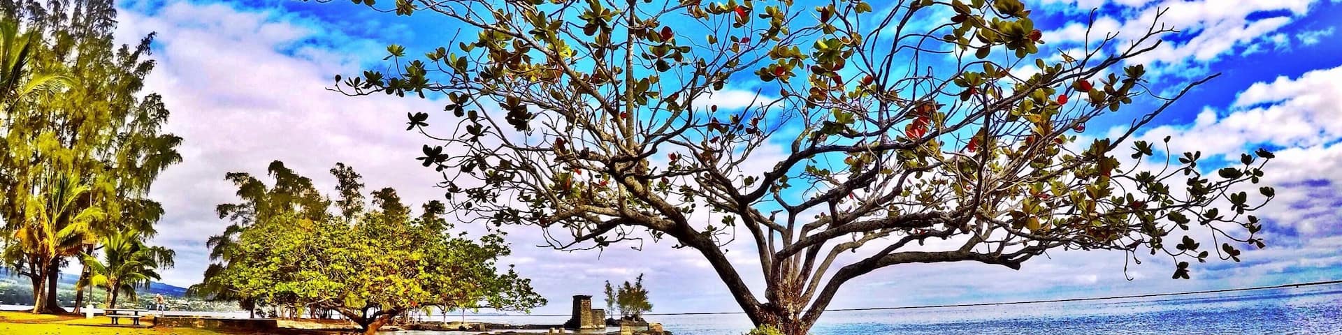 Coconut Island is glowing from the morning sun. There's easily accessible swimming spots, lots of shade from large flowing trees, amazing views of Hilo Bay, Liliuokalani Park and the two hotels overlooking the bay. #hilo #hawaii #coconut #island