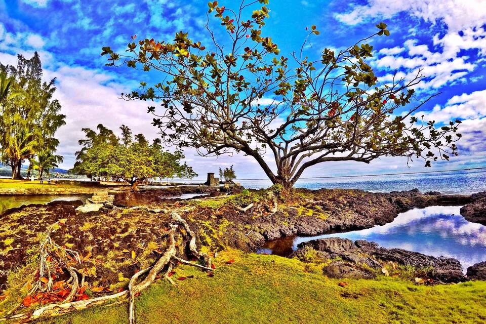 A coastal landscape with a prominent tree, rocky terrain, and a calm body of water reflecting the sky.