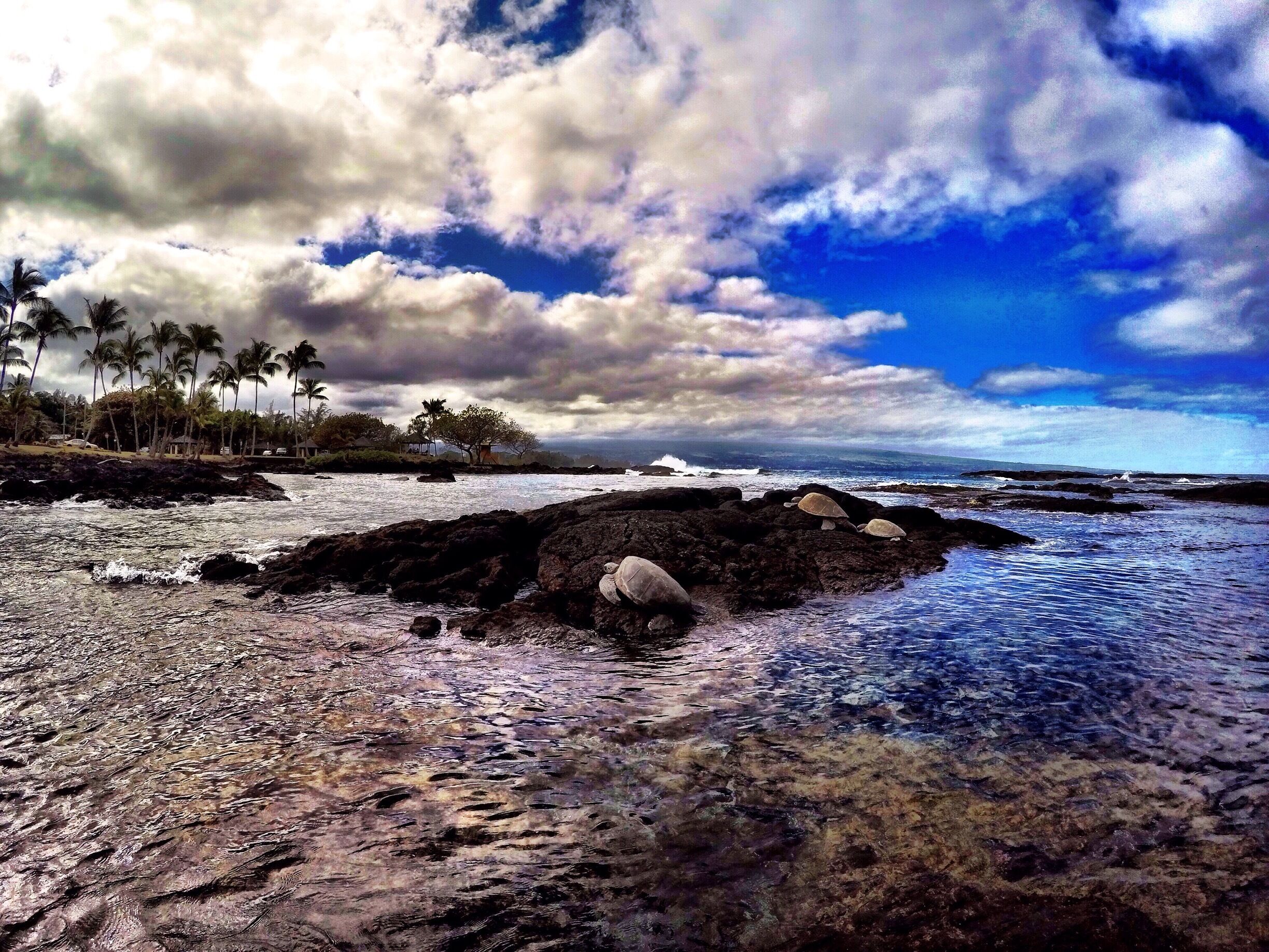 Not often you see Honu's sun bathing in a very busy ocean park. Such a rare sighting, feeling blessed! #hawaii #beach #ocean #hilo #turtle #animal