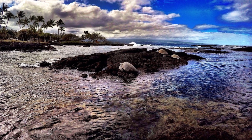 Not often you see Honu's sun bathing in a very busy ocean park. Such a rare sighting, feeling blessed! #hawaii #beach #ocean #hilo #turtle #animal