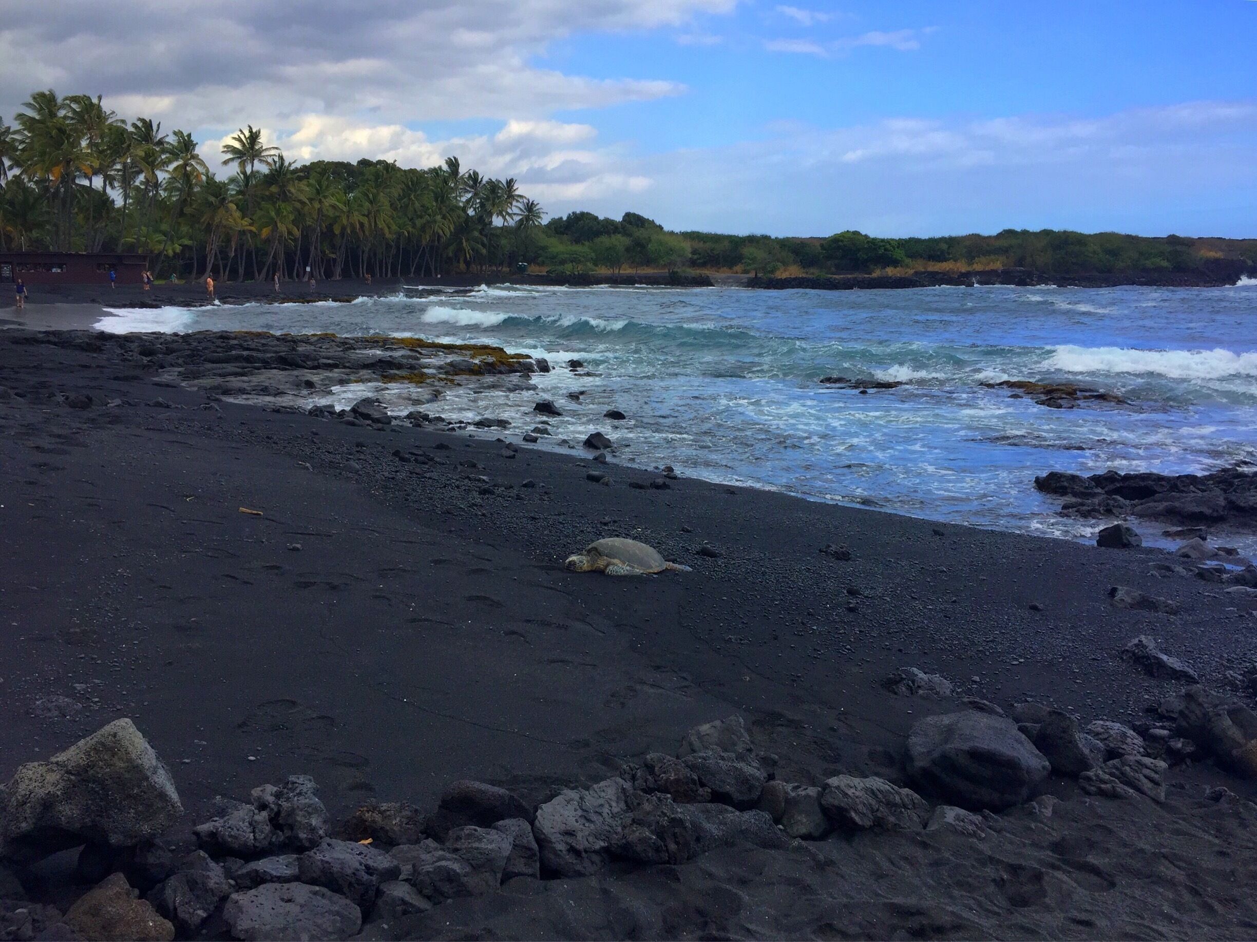Mesmerising black sand beach on the Big Island. This was my forth Honu on this trip! #beachbound