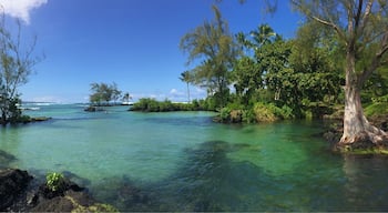Beautiful beach wit massive turtles!