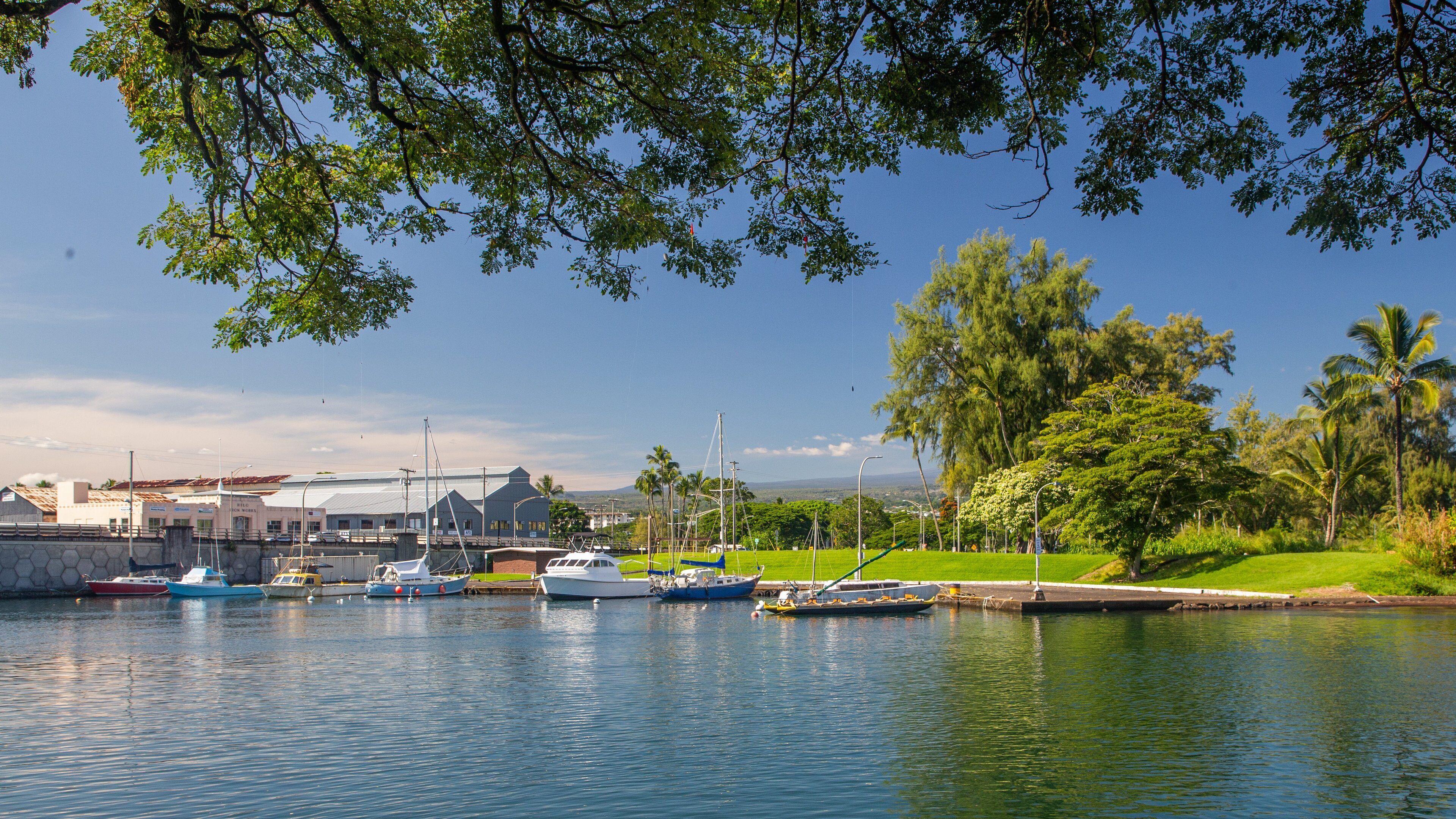 A marina with boats docked, a building with a metal roof, and palm trees in the background.