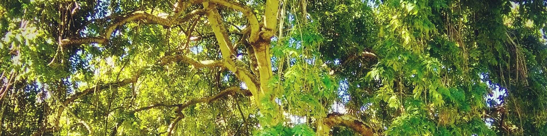 My favorite place in this amazing park in Invercargill. Don't miss it while you are in town!
#Green