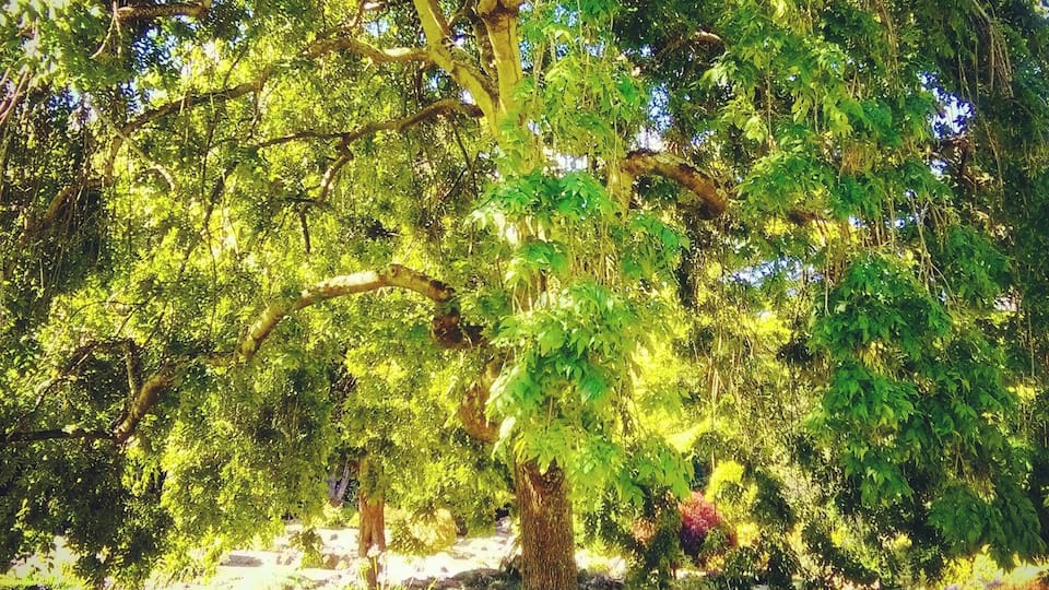 My favorite place in this amazing park in Invercargill. Don't miss it while you are in town!
#Green