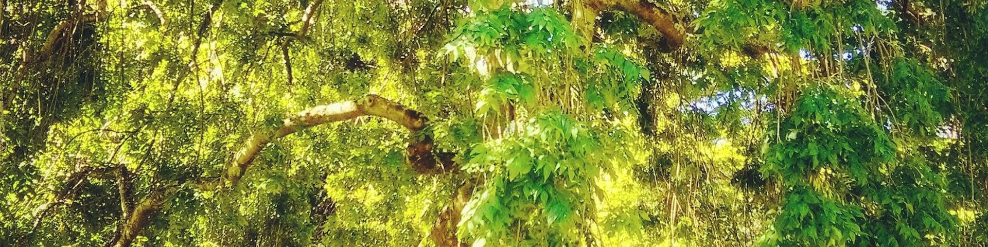 My favorite place in this amazing park in Invercargill. Don't miss it while you are in town!
#Green