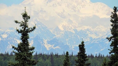A snow-capped mountain range with evergreen trees in the foreground.