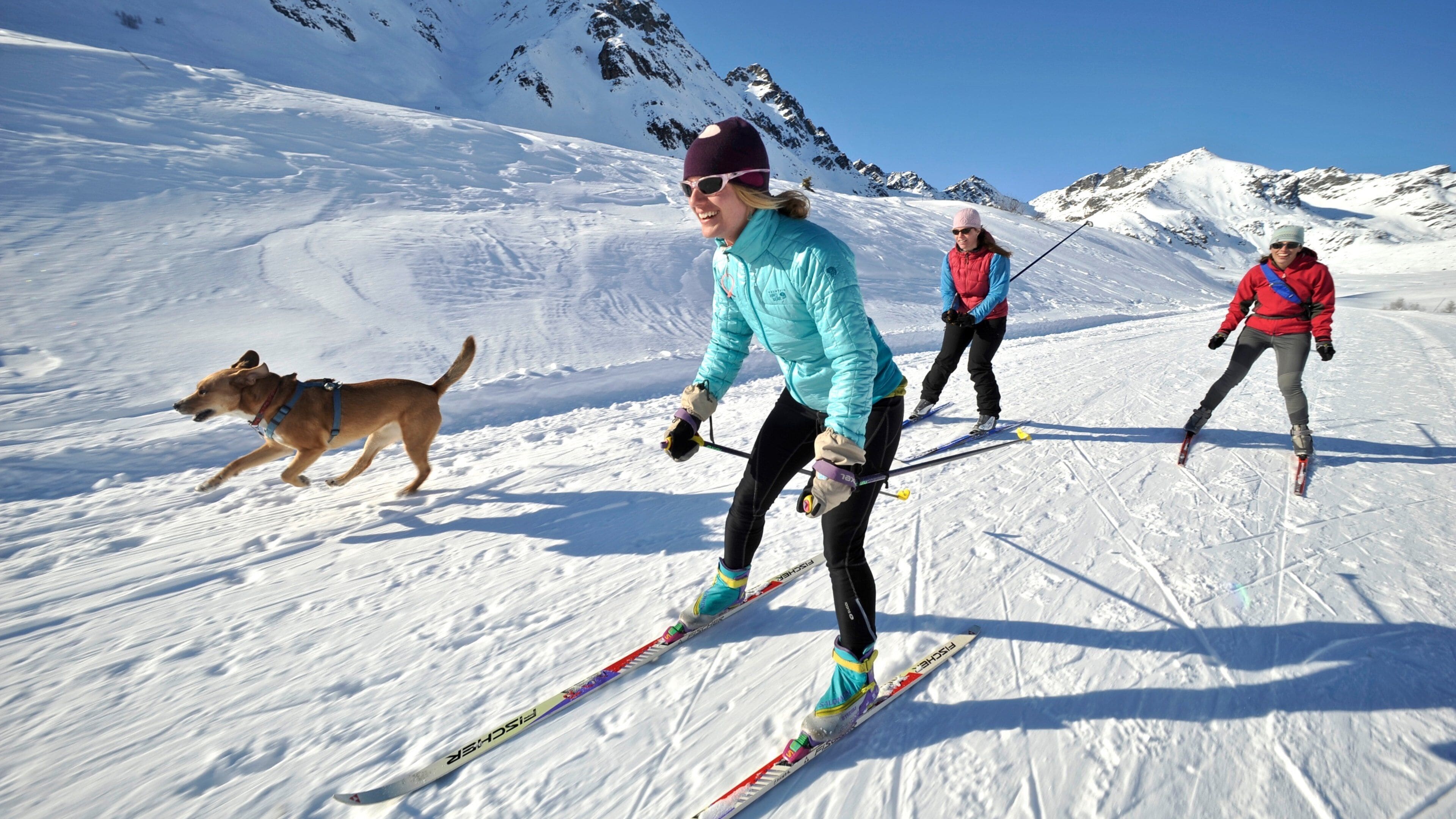 Talkeetna showing snow, cross country skiing and cuddly or friendly animals