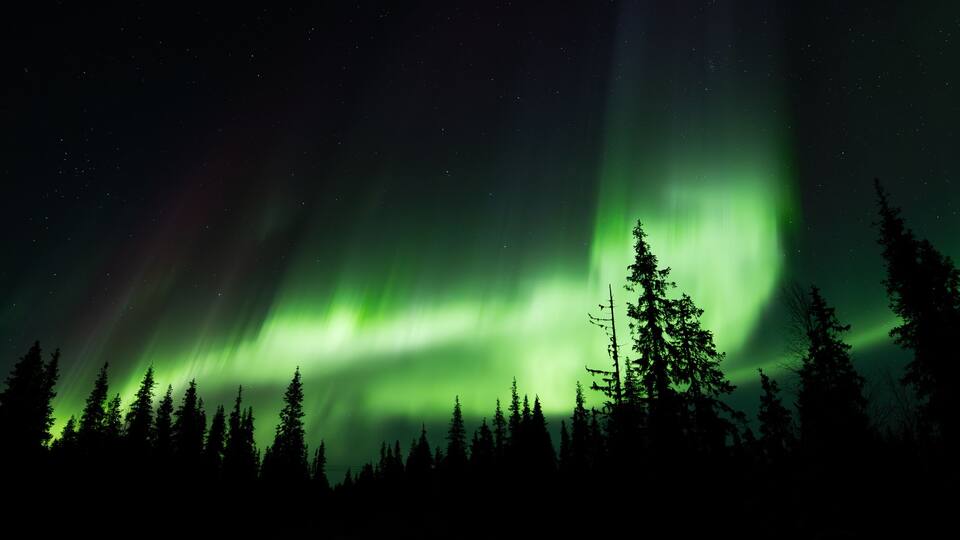 The Northern Lights over a forest.