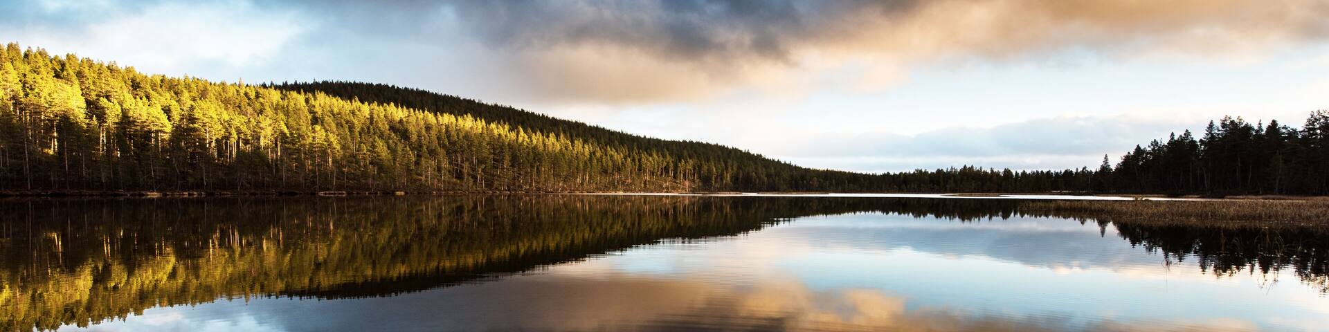 A calm lake reflecting a dense forest and a cloudy sky.